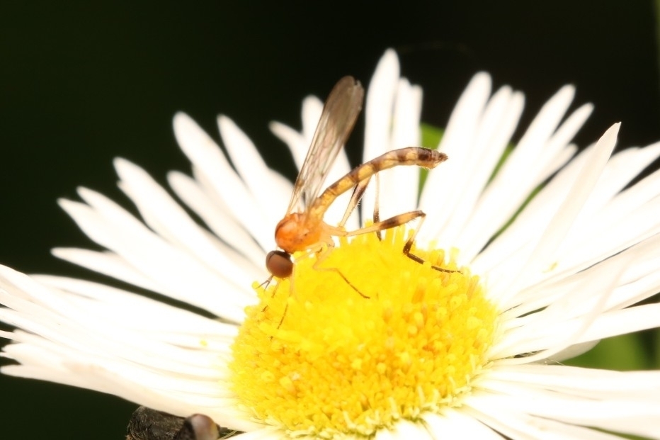 Empis leptogastra
