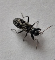 Phorcinus albofasciatus