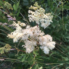 Filipendula ulmaria