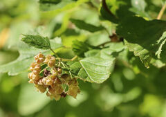Physocarpus intermedius