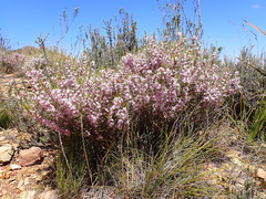Agathosma pungens