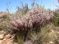 Agathosma pungens