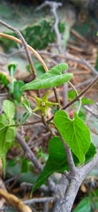 Chthamalia tehuacana
