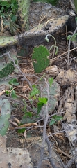 Chthamalia tehuacana