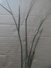 Ehrharta villosa