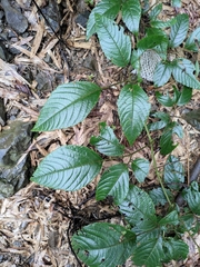 Pseudocayratia oligocarpa