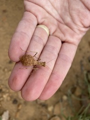 Ligariella trigonalis