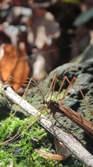 Gynoplistia salgadoi