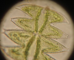 Micrasterias laticeps