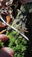 Gynoplistia salgadoi