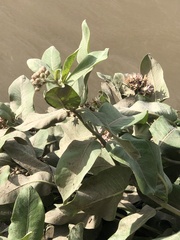 Asclepias speciosa