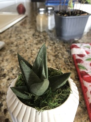 × Gasteraloe