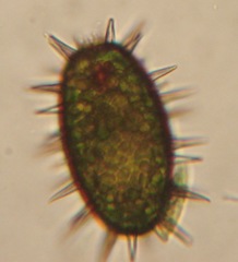 Trachelomonas hystrix