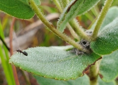 Dolichoderus pustulatus