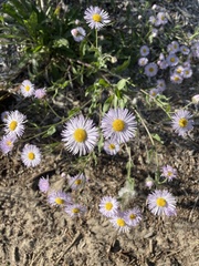 Erigeron subtrinervis