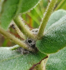 Dolichoderus pustulatus