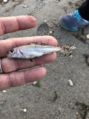 Percopsis omiscomaycus