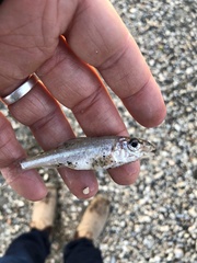 Percopsis omiscomaycus