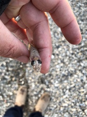 Percopsis omiscomaycus