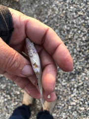 Percopsis omiscomaycus