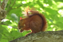 Sciurus granatensis