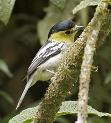 Pachyramphus versicolor