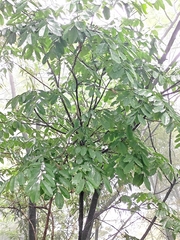 Sapindus mukorossi