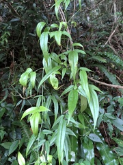Jasminum urophyllum