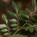 Ulmus davidiana japonica - Photo (c) Mark Hyde, Bart Wursten and Petra Ballings, alguns direitos reservados (CC BY-NC)