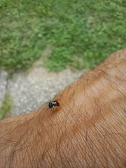 Chrysididae