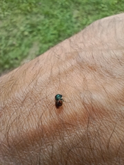 Chrysididae