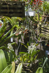 Prosthechea allemanoides