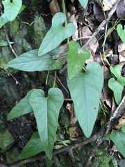 Aristolochia shimadae
