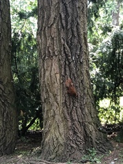 Sciurus vulgaris