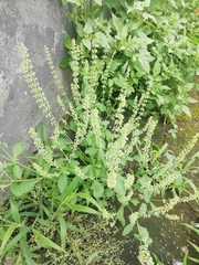 Salvia plebeia
