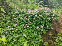 Melastoma dodecandrum