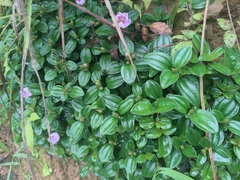 Melastoma dodecandrum