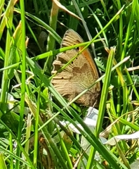 Coenonympha pamphilus