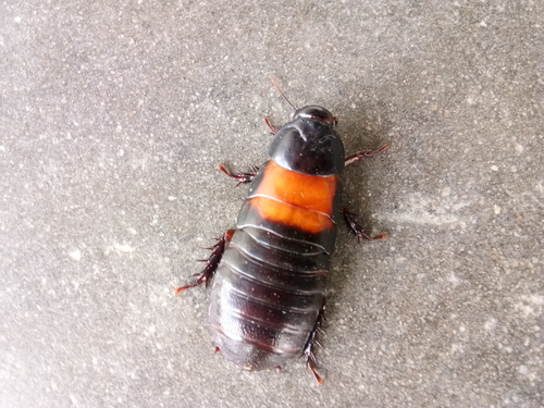 Subspecies Panesthia angustipennis cognata · iNaturalist