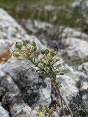 Alyssum calycocarpum