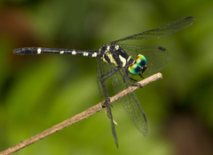 Tetrathemis yerburii
