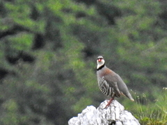 Alectoris graeca saxatilis
