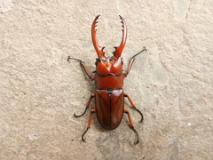 Prosopocoilus astacoides