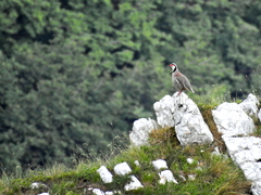 Alectoris graeca saxatilis