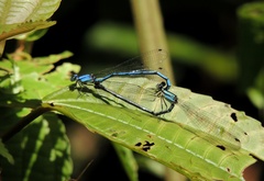 Argia medullaris