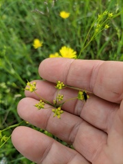 Bupleurum gerardi