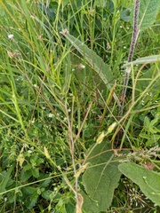 Arabis recta