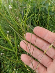 Arabis recta