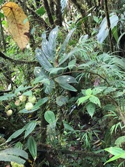 Columnea dimidiata