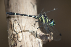 Tetrathemis yerburii